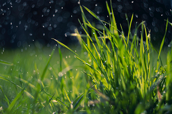 Rasen pflegen - Stell-Werk Immobilienbetreuungs- und Verwaltungs-GmbH