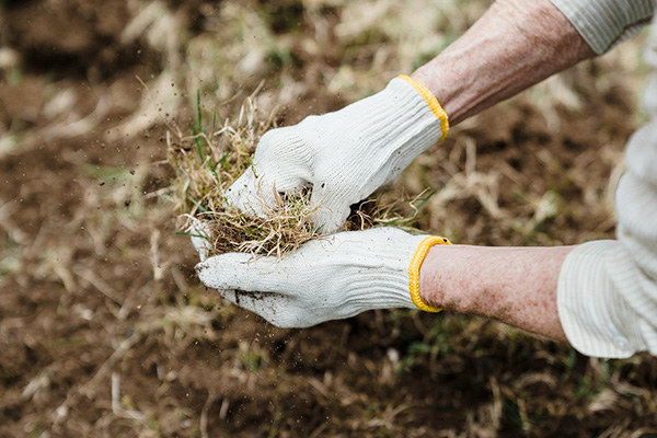 Unkraut entfernen - Stell-Werk Immobilienbetreuungs- und Verwaltungs-GmbH